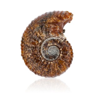 Amonit - Skamieniała polerowana muszla