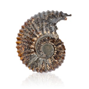 Amonit - Skamieniała polerowana muszla