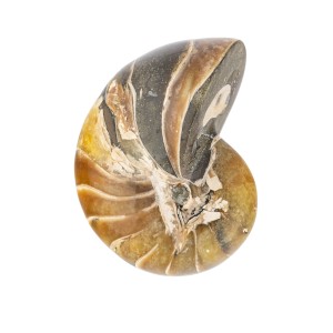 Amonit - Skamieniała muszla 