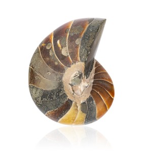 Amonit - Skamieniała muszla 