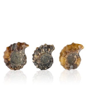 Amonit - Skamieniała muszla  - Mała 