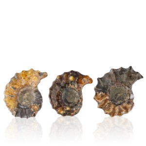 Amonit - Skamieniała muszla  - Mała 