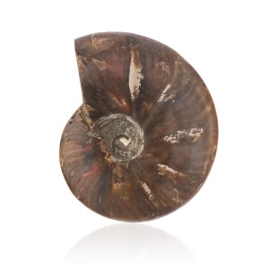 Amonit - Skamieniała muszla  - Opalizujący  