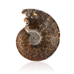 Amonit - Skamieniała muszla  