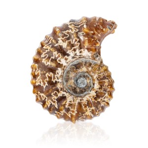 Amonit - Skamieniała muszla  