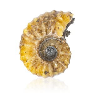 Amonit - Skamieniała muszla  