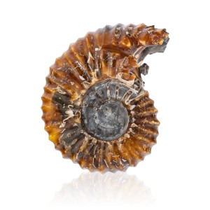 Amonit - Skamieniała muszla 