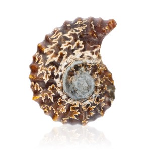 Amonit - Skamieniała muszla 