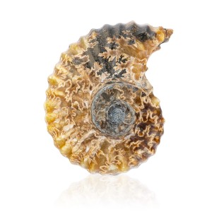 Amonit - Skamieniała muszla  