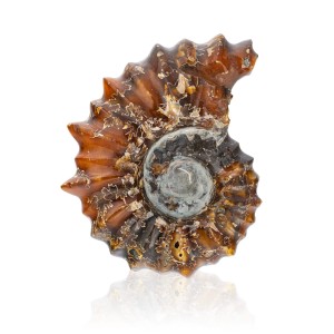 Amonit - Skamieniała muszla