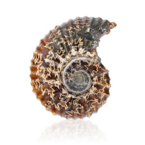 Amonit - Skamieniała muszla