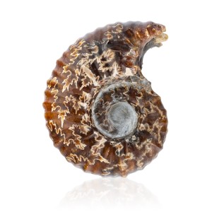 Amonit - Skamieniała muszla   